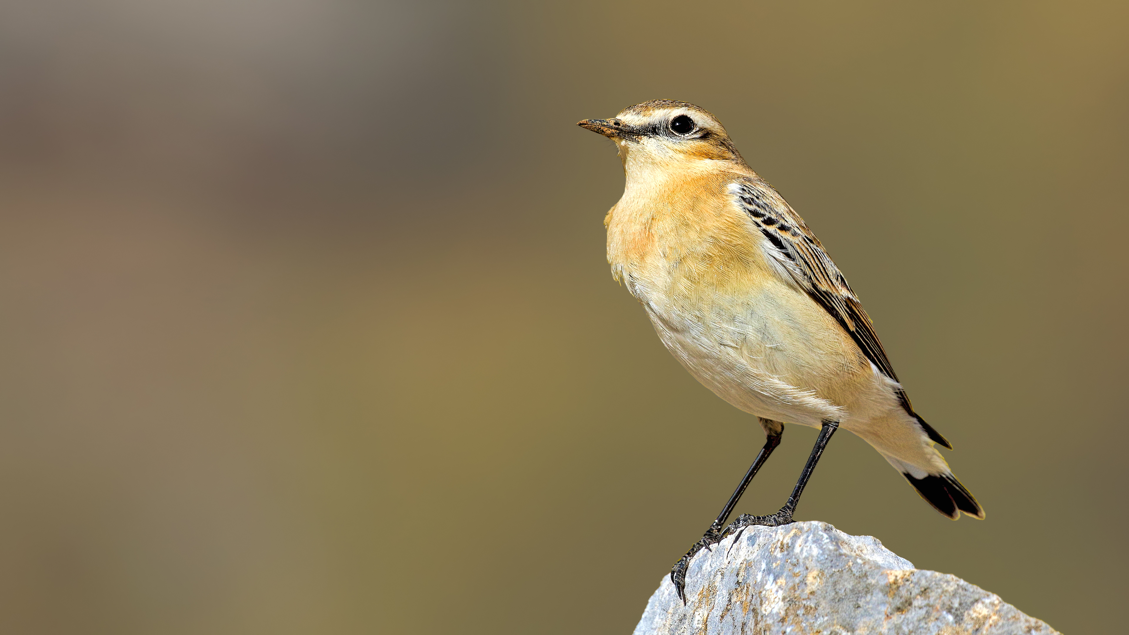Northern Wheatear